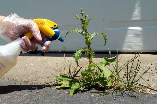 East London Council Invests £300,000 in Controversial Weedkiller Linked to Cancer Risks