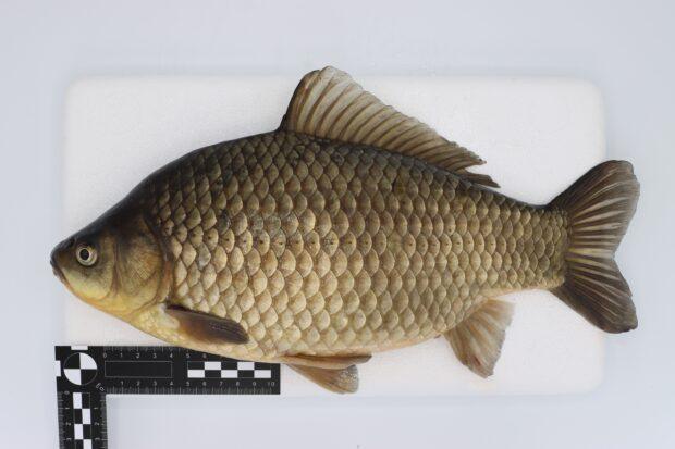 Exploring the Environment Agency's Fish Laboratory: Safeguarding Fisheries Against Invasive Species and Disease