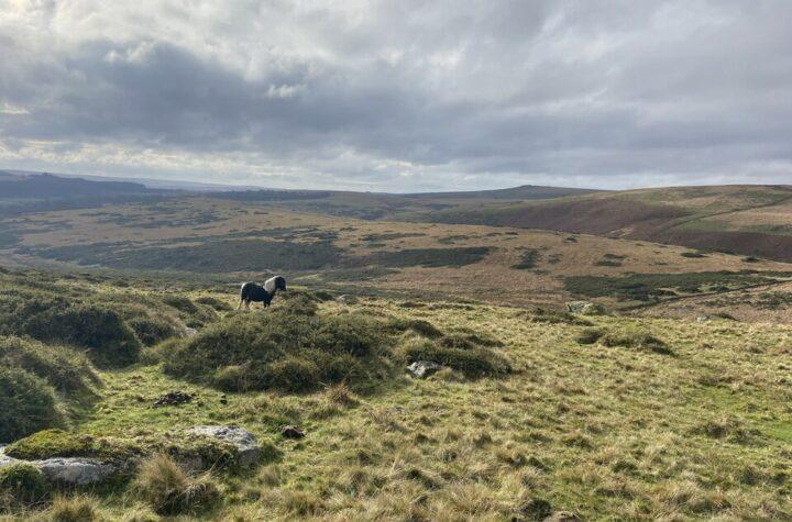 Government Ensures Bright Future for Dartmoor's Iconic Ponies