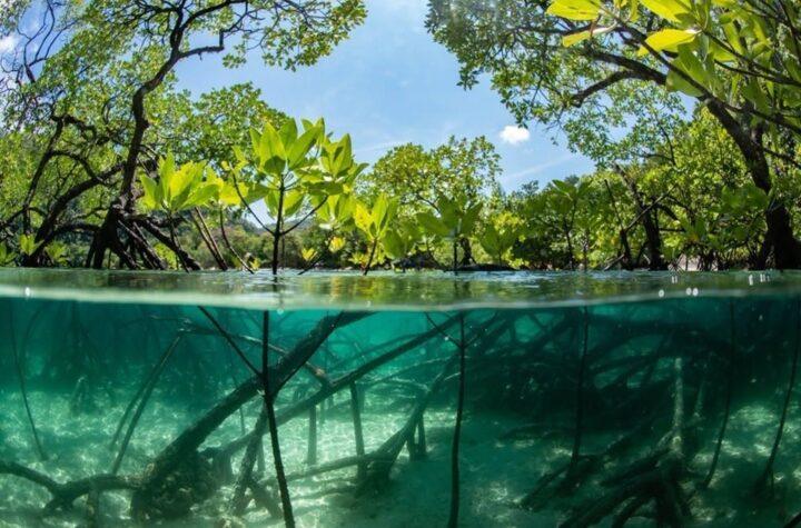 UK and Malaysia Join Forces for Groundbreaking Mangrove Restoration Research