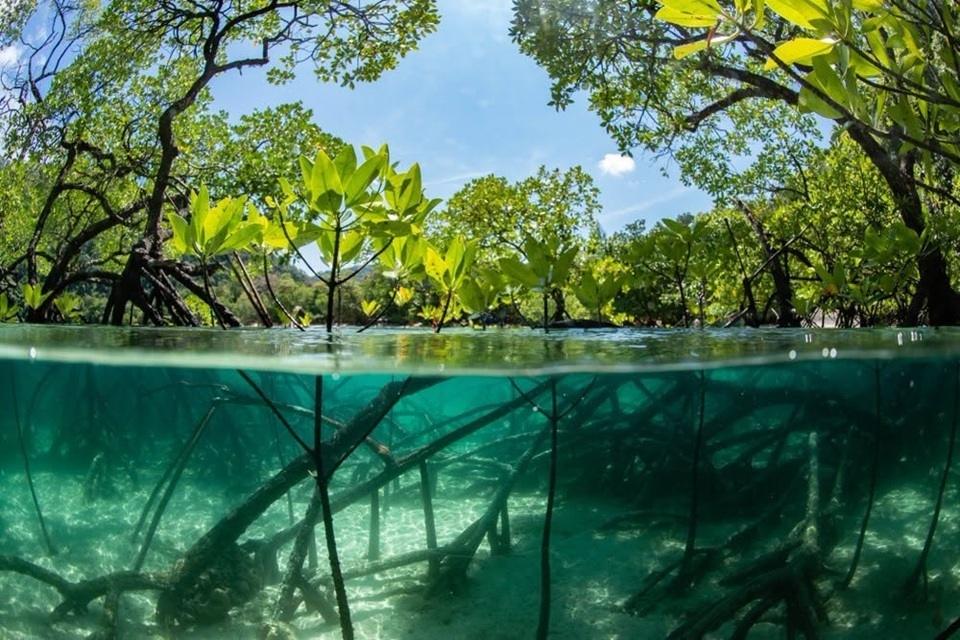 UK and Malaysia Join Forces for Groundbreaking Mangrove Restoration Research