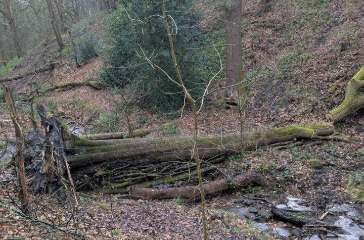 Shipley River Restoration Project Aims to Mitigate Flood Risks and Enhance Community Resilience