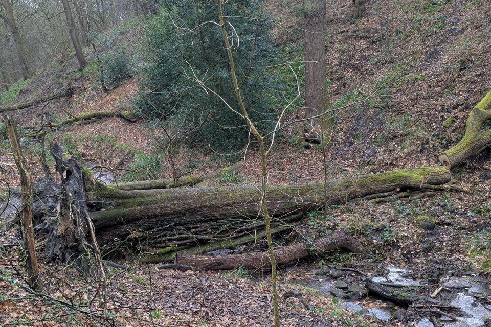 Shipley River Restoration Project Aims to Mitigate Flood Risks and Enhance Community Resilience