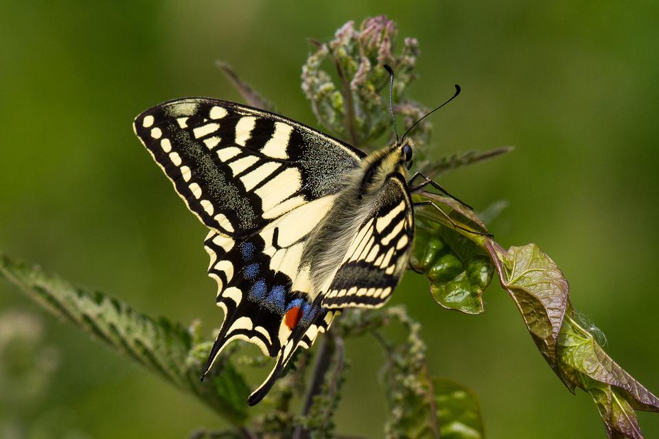 Record Investment to Aid Over 350 Endangered Species in Conservation Efforts