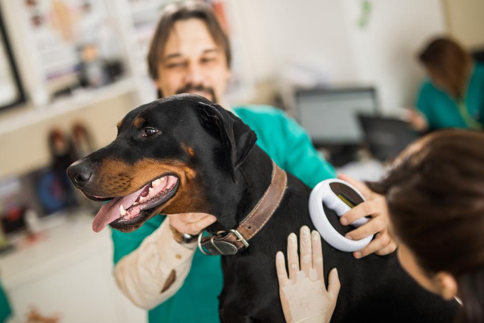 Historic Reforms in Veterinary Sector: Affordable Vet Fees and New Ombudsman Introduced After 50 Years