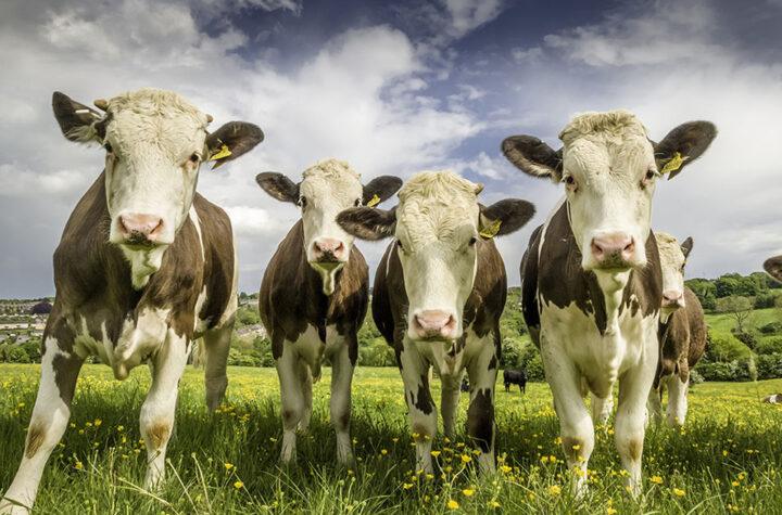 Current Bluetongue Outbreak: Key Insights and Updates