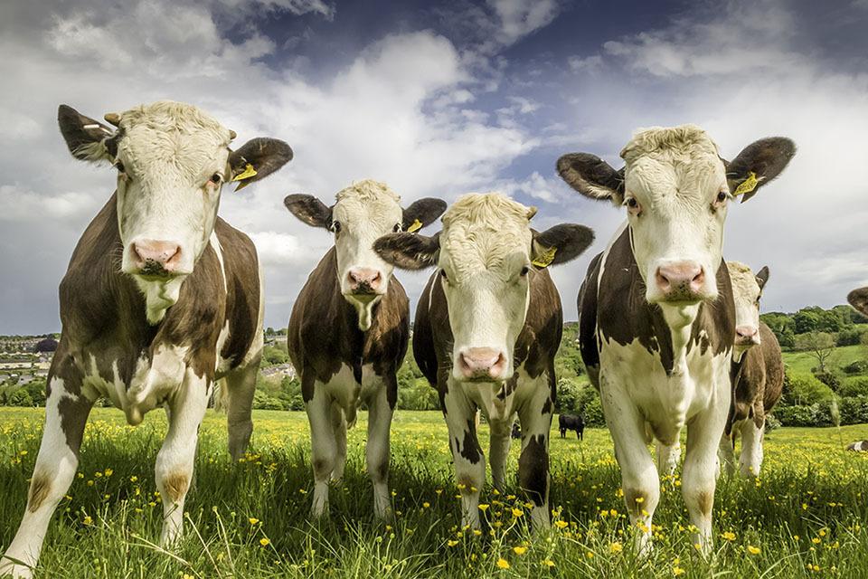 Current Bluetongue Outbreak: Key Insights and Updates