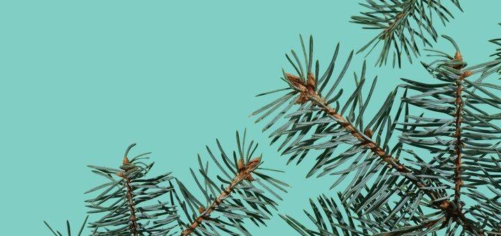 Discover the Benefits of Forest Bathing: How Immersing Yourself in Nature Can Boost Your Health