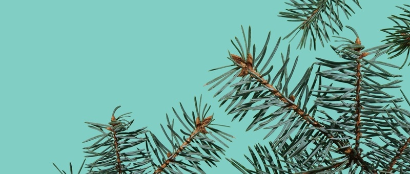 Discover the Benefits of Forest Bathing: How Immersing Yourself in Nature Can Boost Your Health