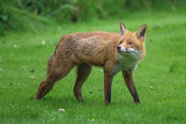 London Resident Stunned as Fox Delivers Unexpected Surprise to Garden at 4am