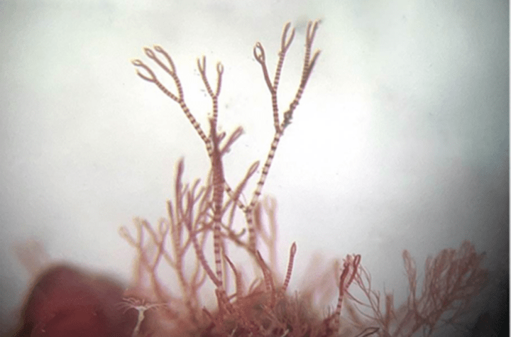 Groundbreaking Seaweed Surveys Uncover Never Before Seen Species New to Science