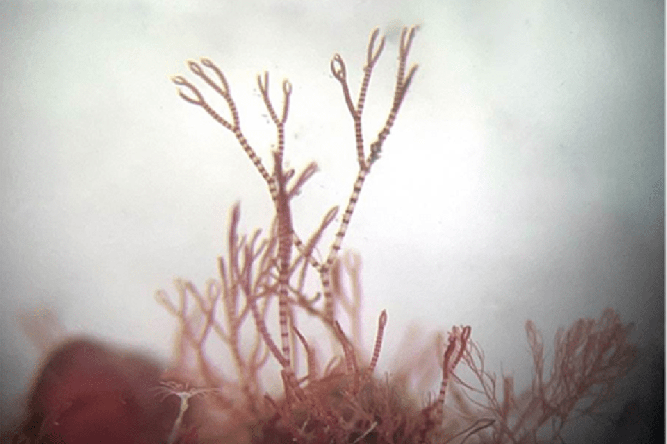 Groundbreaking Seaweed Surveys Uncover Never Before Seen Species New to Science