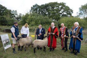 Sheep Introduced to Hampstead Heath: A Move Towards Greener Urban Spaces in London
