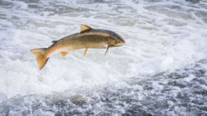 Latest Insights on England's Salmon Stocks: Key Data Revealed