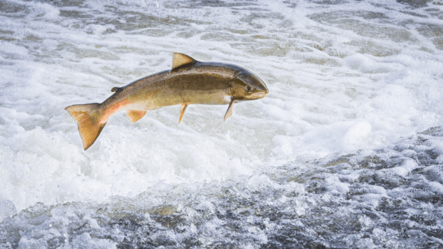 Latest Insights on England's Salmon Stocks: Key Data Revealed
