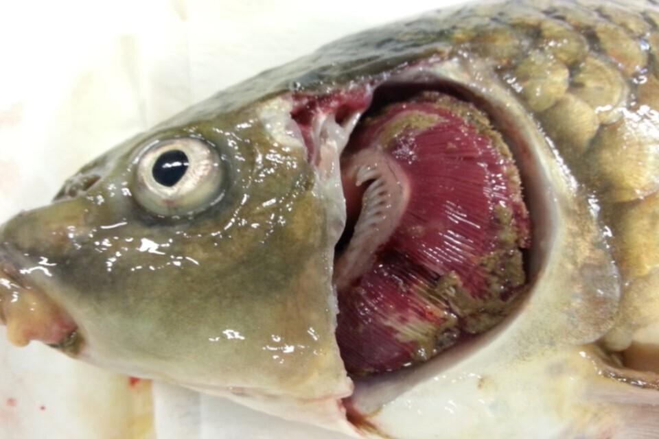 Koi Herpesvirus (KHV) Disease Outbreaks: What to Expect in