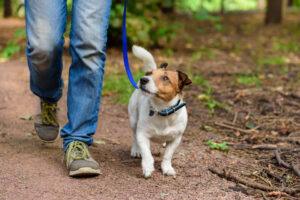 Veterinary Vaccine Quality Control Sees Decade Low in Animal Usage