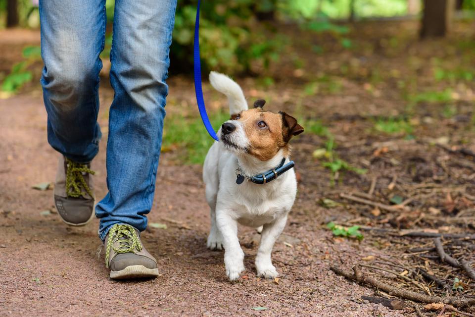 Veterinary Vaccine Quality Control Sees Decade Low in Animal Usage