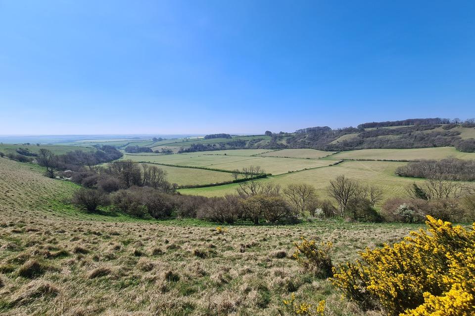 Dorset Nature Reserve Achieves National Recognition Thanks to Rare Species