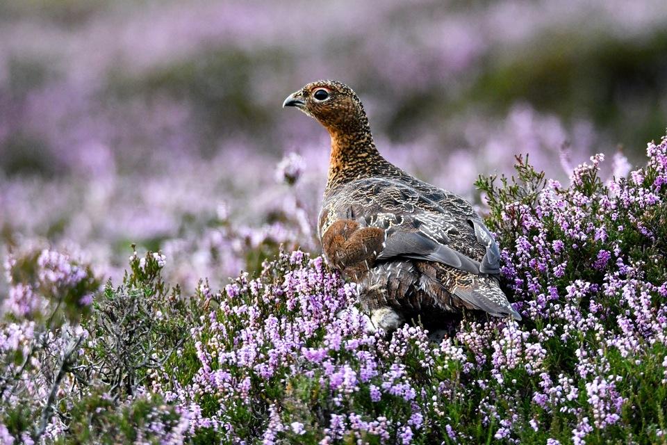 Government Seeks Public Input on Gamebird Shooting Practices: Share Your Views Now!