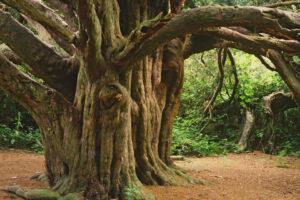 Effective Deer Management Strategies at Kingley Vale National Nature Reserve