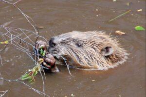 Discover How Nature and Nurture Safeguards Timber from Eurasian Beaver Damage