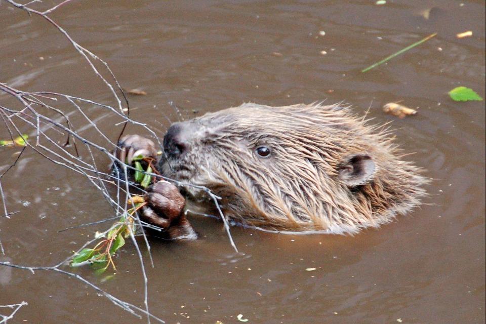 Discover How Nature and Nurture Safeguards Timber from Eurasian Beaver Damage