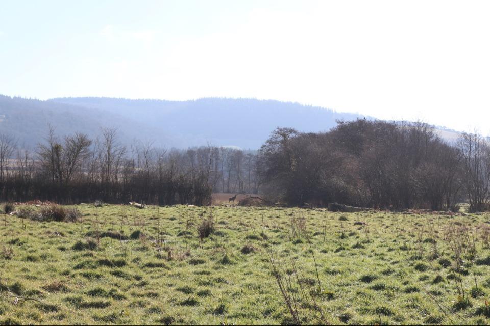 Holnicote Estate Implements Innovative Management Strategies for Sustainable Control of Deer and Grey Squirrel Populations