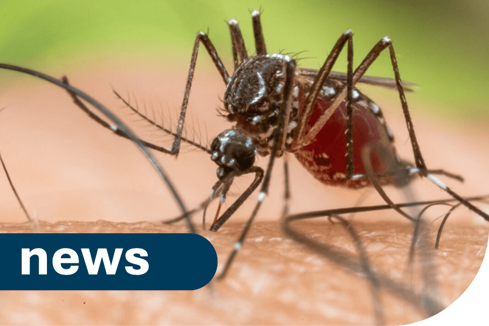 Invasive Mosquito Species Found in East London: What You Need to Know