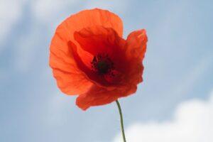 Free Rail Travel for Bereaved Veteran Families This Remembrance Weekend: A Tribute to Their Sacrifice