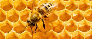 Discover 5 Incredible Health Benefits of Bees You Never Knew About