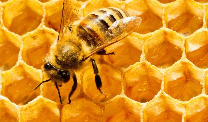 Discover 5 Incredible Health Benefits of Bees You Never Knew About
