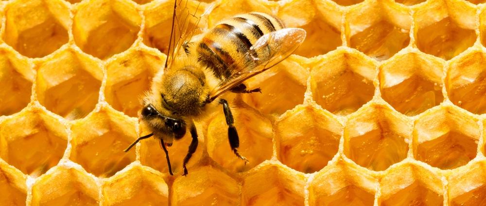 Discover 5 Incredible Health Benefits of Bees You Never Knew About