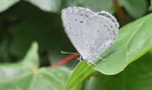UK's Early Spring: Discover How Nature Is Adapting to Rising Temperatures