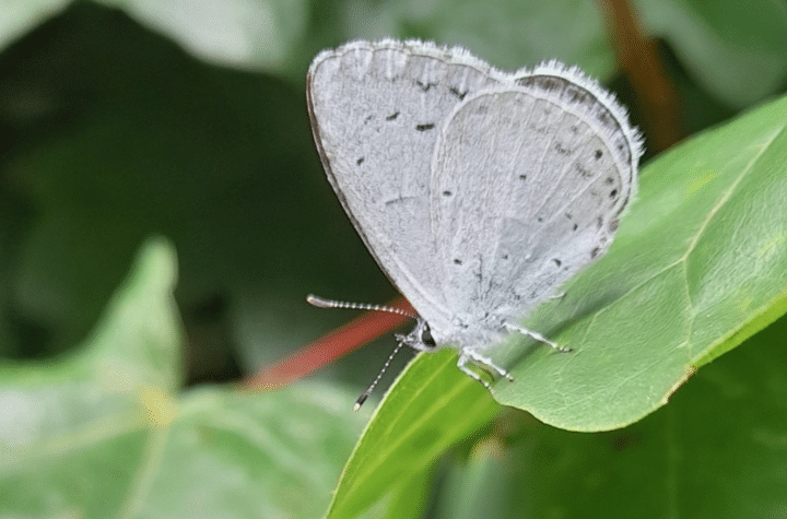 UK's Early Spring: Discover How Nature Is Adapting to Rising Temperatures