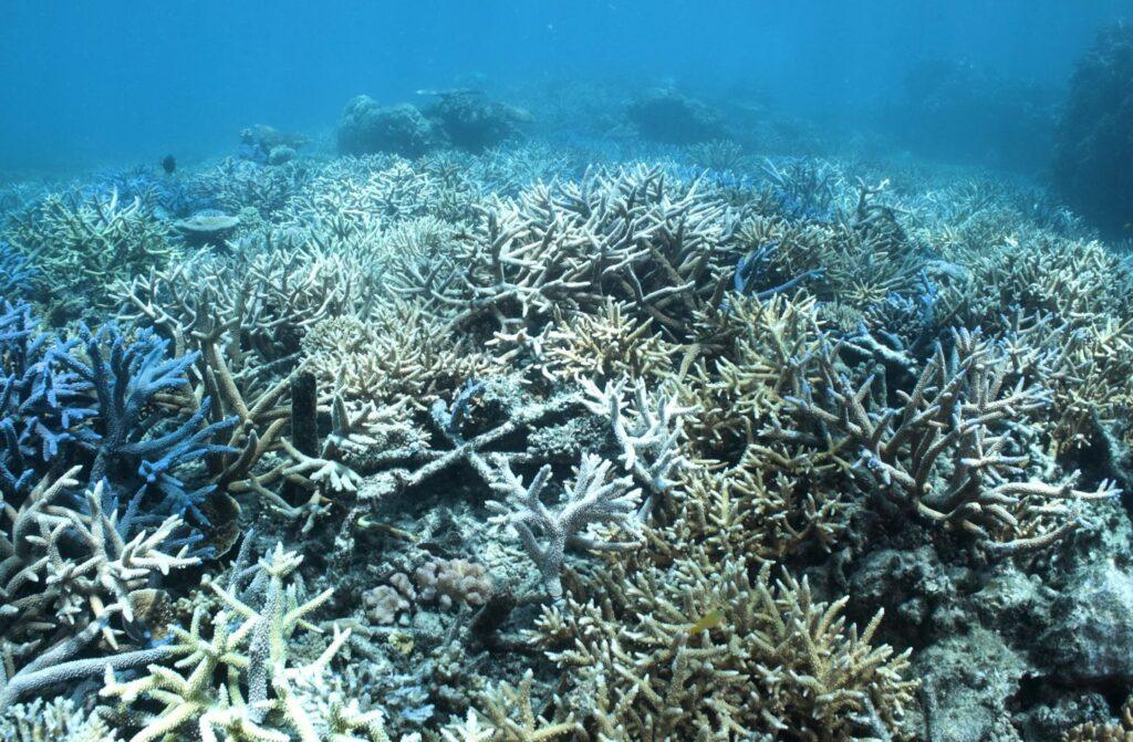 Great Barrier Reef Defies Expectations: The Remarkable Resilience of Australia's Coral Wonder