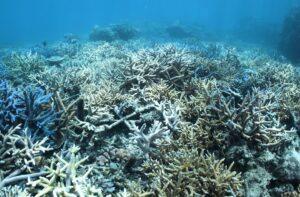 Great Barrier Reef Defies Expectations: The Remarkable Resilience of Australia's Coral Wonder