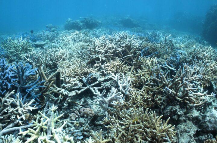 Great Barrier Reef Defies Expectations: The Remarkable Resilience of Australia's Coral Wonder