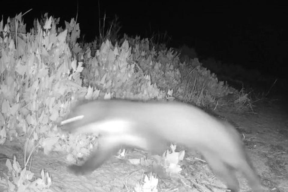 Rare Pine Marten Filmed for the First Time in Suffolk Nature Reserve