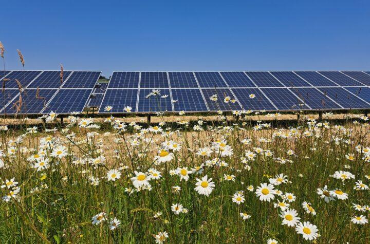 Decision on Steeple Renewables Project Development Consent Revealed