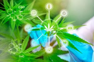 Exploring Medical Cannabis Clinics: A Potential Alternative for Managing Chronic Pain