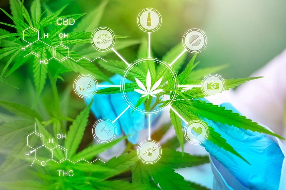 Exploring Medical Cannabis Clinics: A Potential Alternative for Managing Chronic Pain